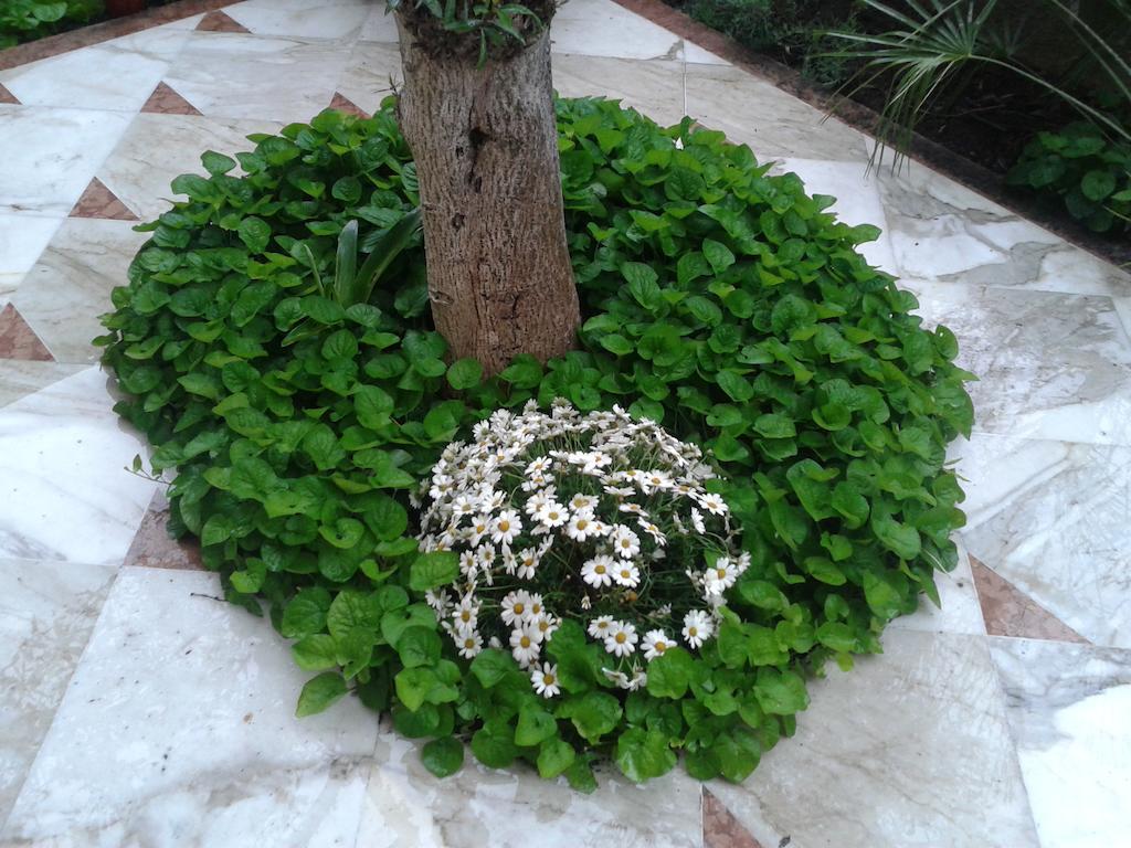 Eco B&B I Due Oleandri Marina Di Carrara Bagian luar foto